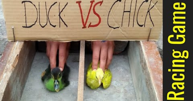 Chick Race Game _ Chicken Scream Race Online – ORTTS