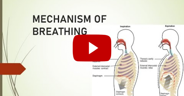 Mechanism of Breathing