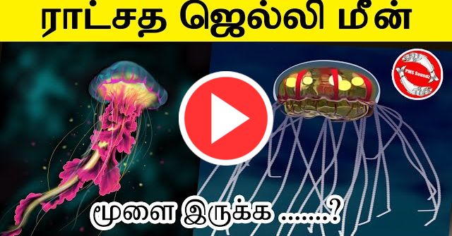 Giant Jelly Fish interesting facts | ராட்சத ஜெல்லி மீன் | Tamil | PMS Soundz